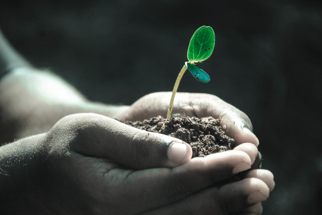 seed